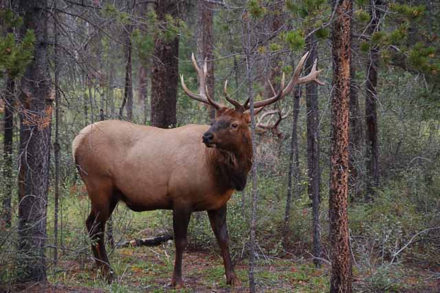 Elk on Whistler Road, Jasper NP
